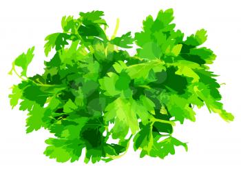 Fresh parsley . Vector .