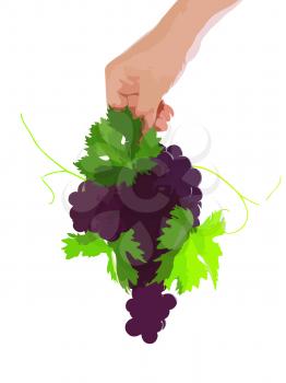 Branch of black grapes hold in hand with green leaf.. Vector