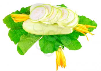 White vegetable  marrow with green foliage and yellow blossom on white background. Isolated over white