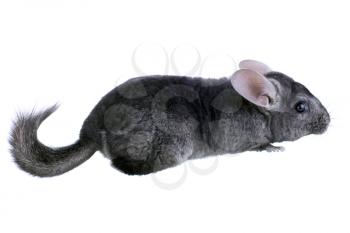 Gray ebonite chinchilla on white background. Isolataed