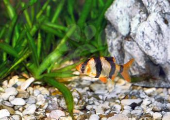 Single aquarium fish-Barbus-five-banded barb. (Barbus pentazona)