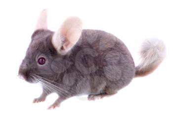 Violet ebonite chinchilla on white background. Isolated