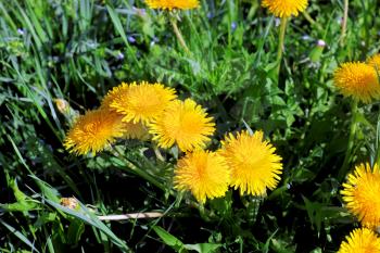 Beautiful spring flowers-dandelions in a wild field.