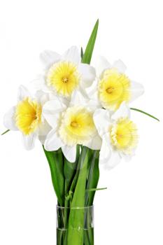 Beautiful spring flowers in vase: yellow-white narcissus (Daffodil). Isolated over white. 