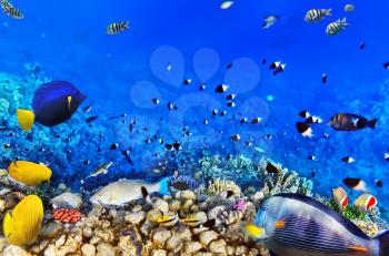 Coral and fish in the Red Sea.Egypt