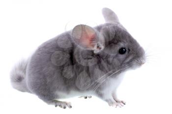 Gray ebonite chinchilla on white background. Isolataed