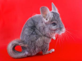 Violet ebonite chinchilla on red background.