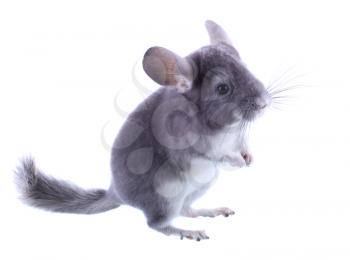 Gray ebonite chinchilla on white background. Isolataed