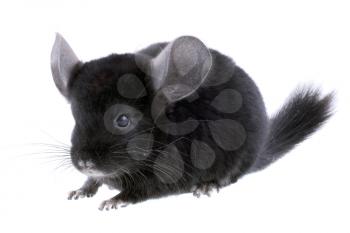 Black ebonite chinchilla on white background. Isolataed