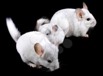 Family  of white ebonite chinchilla on black background.