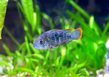 Aquarium Fish dwarf Cichlid.  (Apistogramma nijsseni).