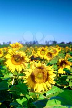 Beautiful sunflowers in the summer field.