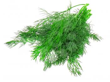 Bunch of dill on white background. Isolated
