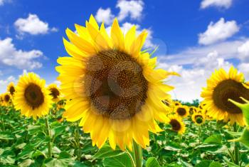 Beautiful sunflowers in the field with bright blue sky.