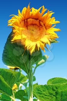 Beautiful sunflower in the summer field.