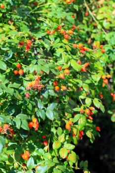 Bush of dog Rose in Crimea.