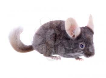 Violet ebonite chinchilla on white background. Isolated