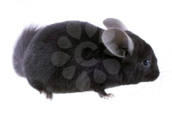 Black ebonite chinchilla on white background. Isolataed