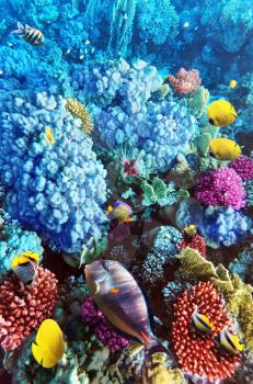 Coral and fish in the Red Sea. Egypt, Africa