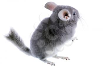 Gray ebonite chinchilla on white background. Isolataed