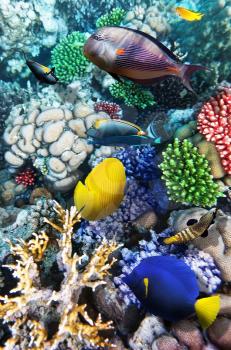 Coral and fish in the Red Sea. Egypt, Africa