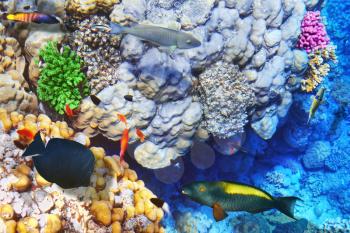 Coral and fish in the Red Sea.Egypt