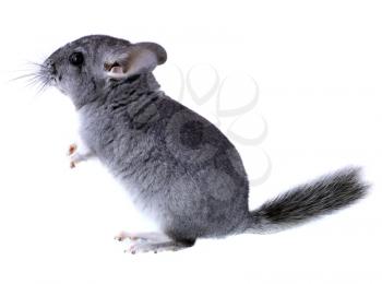 Gray ebonite chinchilla on white background. Isolataed