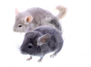 Couple of gray ebonite chinchilla on white background. Isolataed