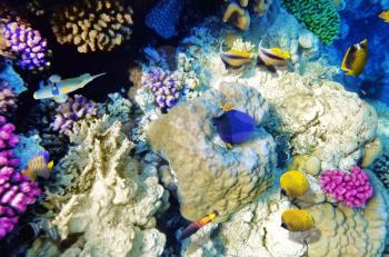 Coral and fish in the Red Sea. Egypt, Africa