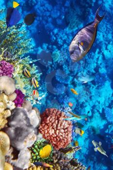 Coral and fish in the Red Sea.Egypt