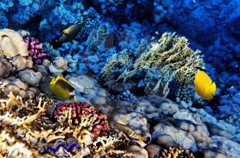 Coral and fish in the Red Sea. Egypt, Africa