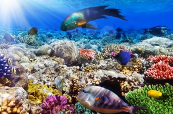 Coral and fish in the Red Sea.Egypt