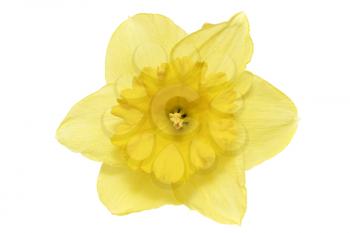 
Beautiful spring single flower: yellow narcissus (Daffodil). Isolated over white. 
