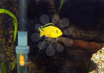 Aquarium Fish- Cichlid Hummingbird Yellow.(Labidochromis caeruleus)