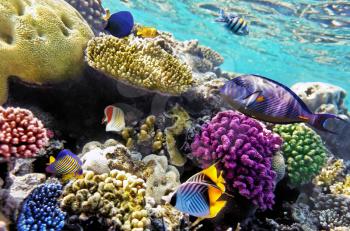 Coral and fish in the Red Sea.Egypt