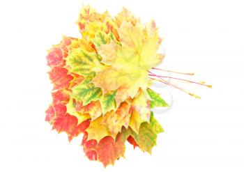 Heap of perfect Autumn Leaf over white. Isolated over white