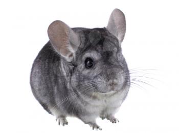 Gray ebonite chinchilla on white background. Isolataed