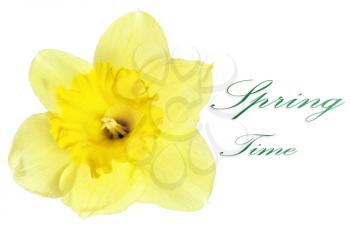 
Beautiful spring single flower: yellow narcissus (Daffodil). Isolated over white. 
