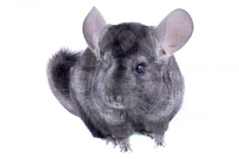 Gray ebonite chinchilla on white background. Isolataed