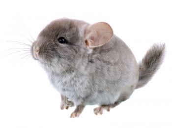 Gray ebonite chinchilla on white background. Isolataed