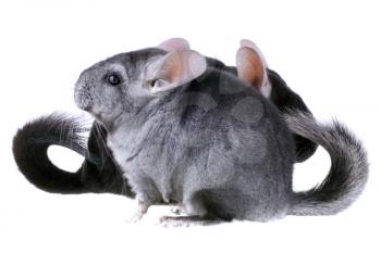 Couple of gray ebonite chinchilla on white background. Isolataed