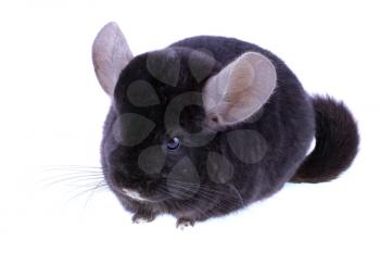 Black ebonite chinchilla on white background. Isolataed