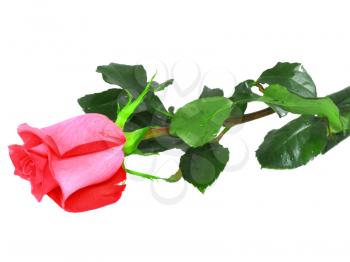 Beautiful single pink roses isolated on white background.