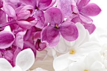 Beautiful Bunch of violet and white Lilac. Close-up .