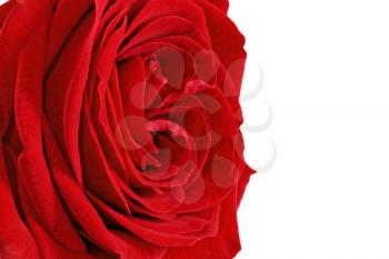 Beautiful single red  rose flower. Isolated 