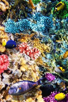 Coral and fish in the Red Sea. Egypt, Africa