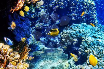 Coral and fish in the Red Sea. Egypt, Africa