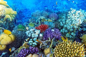 Coral and fish in the Red Sea.Egypt