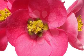 Flowers of Chaenomeles Japonica (Japanese Quince) blossoming. Isolated