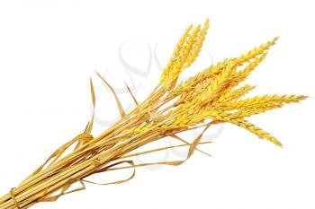 Wheat ears ilie.  Isolated on white background.